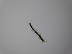 Cormocephalus westwoodi