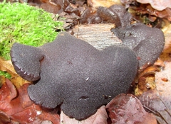 Exidia
