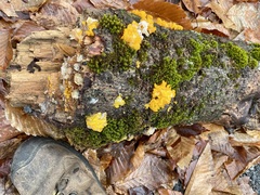 Tremella mesenterica