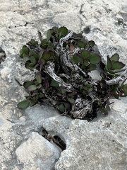 Penstemon baccharifolius