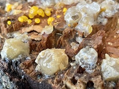 Tremella mesenterica
