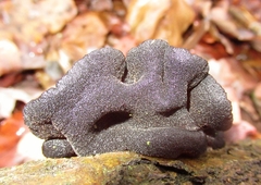 Exidia