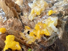 Tremella mesenterica