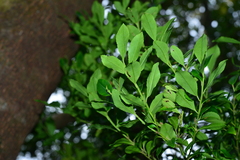 Ilex uraiensis