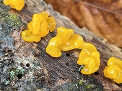 Tremella mesenterica
