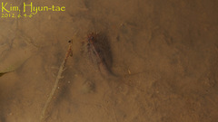 Triops longicaudatus