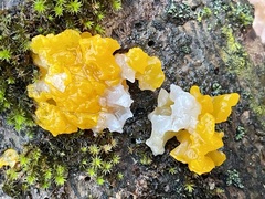 Tremella mesenterica