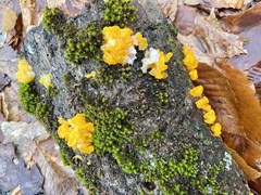 Tremella mesenterica