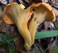 Cantharellus lateritius