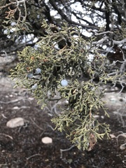 Juniperus osteosperma