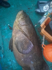 Epinephelus