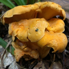 Cantharellus lateritius