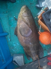 Epinephelus