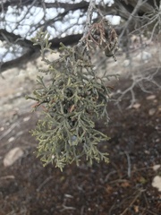 Juniperus osteosperma