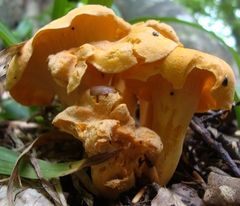 Cantharellus lateritius