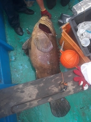 Epinephelus