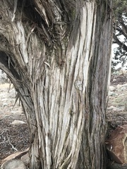 Juniperus osteosperma