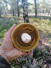 Boletus edulis