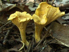 Cantharellus
