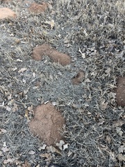 Geomys texensis