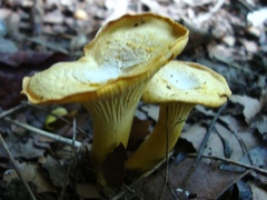 Cantharellus