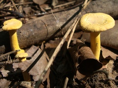 Cantharellus