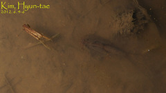 Triops longicaudatus