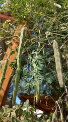 Moringa oleifera