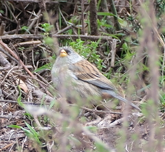 Catamenia analis