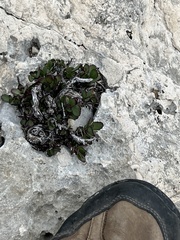 Penstemon baccharifolius