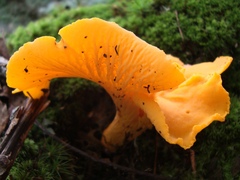 Cantharellus