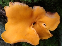 Cantharellus
