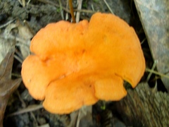Cantharellus
