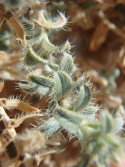 Moltkiopsis ciliata