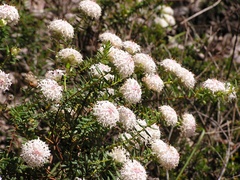 Pimelea ciliata