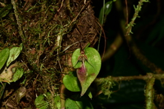 Pleurothallis tipuloides