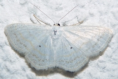 Scopula caricaria