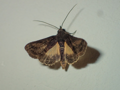 Lophoptera flavina