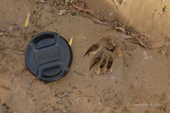 Galictis cuja