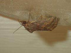 Lophoptera flavina