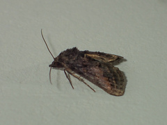 Lophoptera flavina