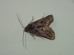 Lophoptera flavina
