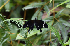 Papilio nephelus