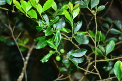 Ilex uraiensis