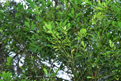 Ilex uraiensis