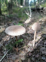 Macrolepiota procera