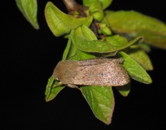Orthosia cruda