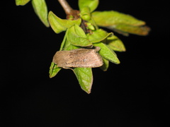 Orthosia cruda