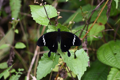 Papilio nephelus