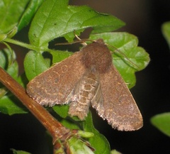 Dioszeghyana schmidtii